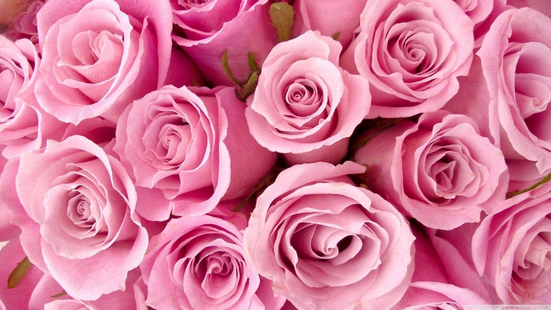 High Resolution Pink Wallpaper.jpg