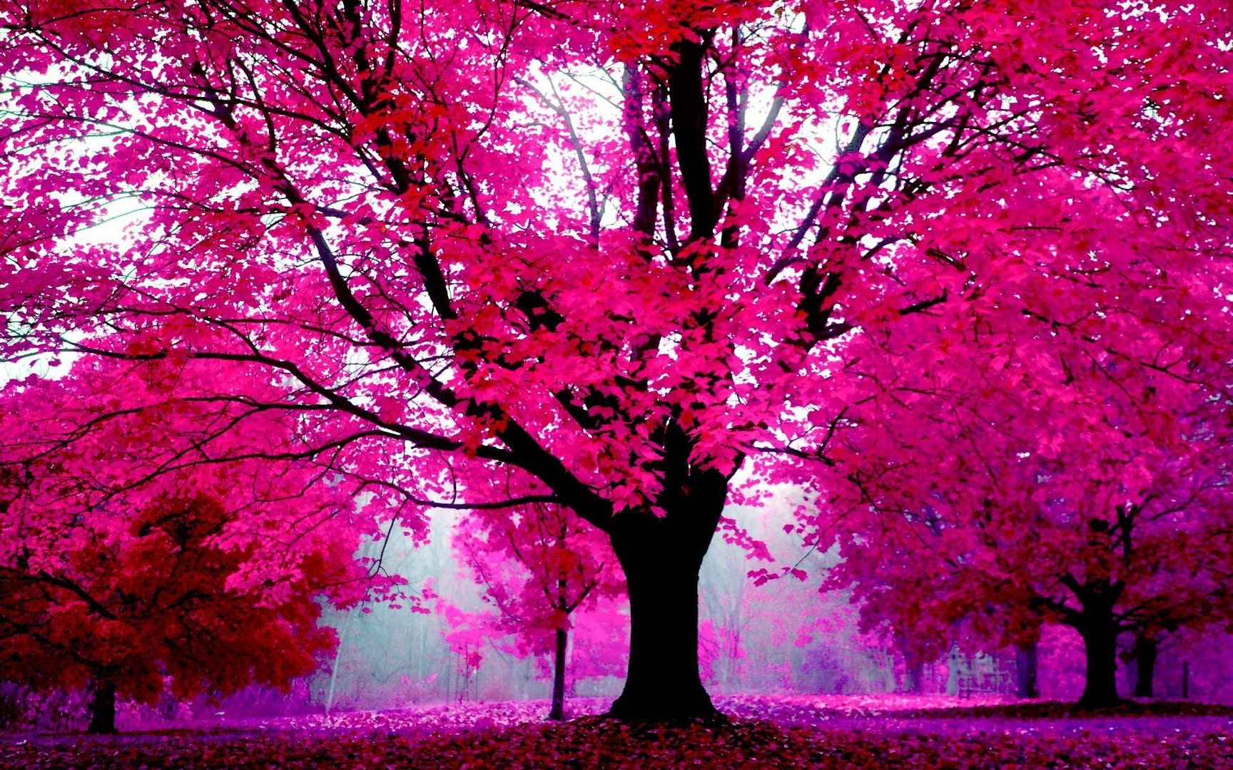 High Resolution Pink Picture.jpg