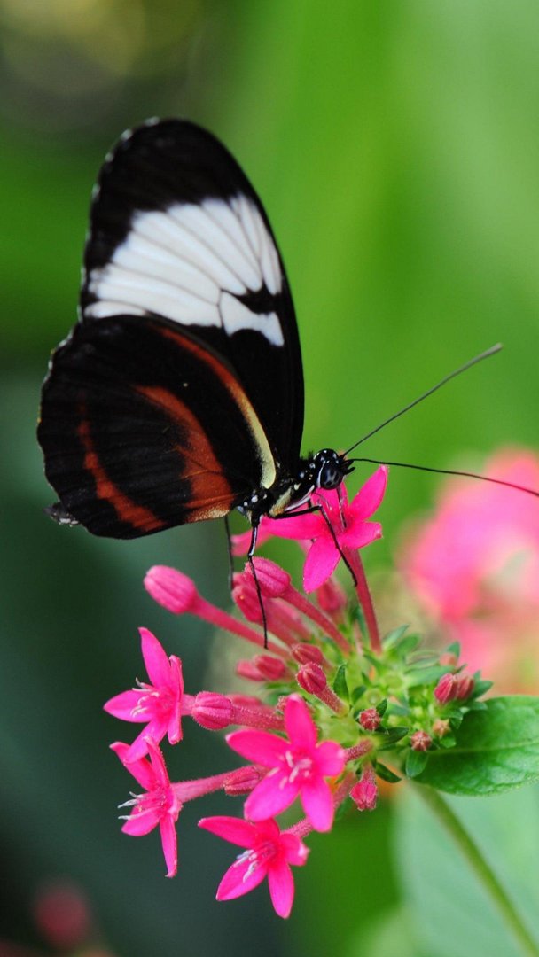 Butterfly Phone image.jpg