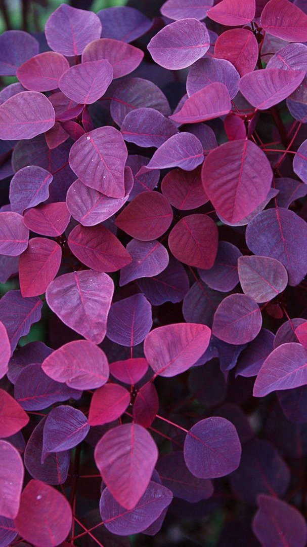 Purple iPhone Wallpapers.jpg