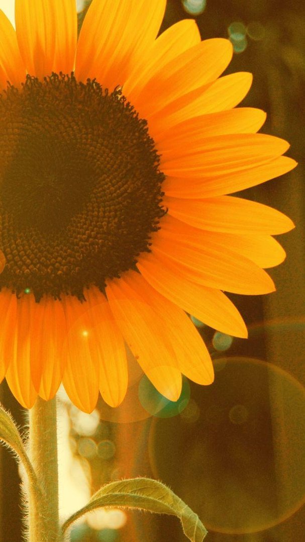 Sunflower iPhone Wallpapers.jpg