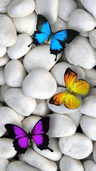 Butterfly iPhone