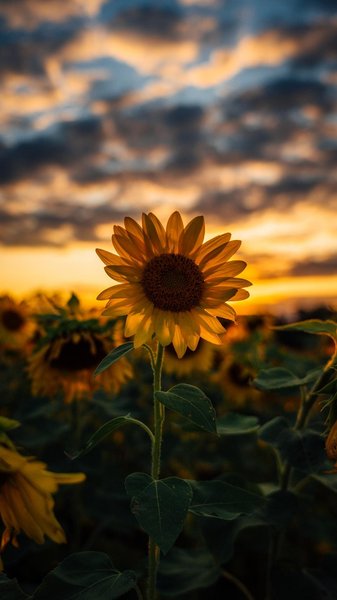 Aesthetic Sunflower Phone