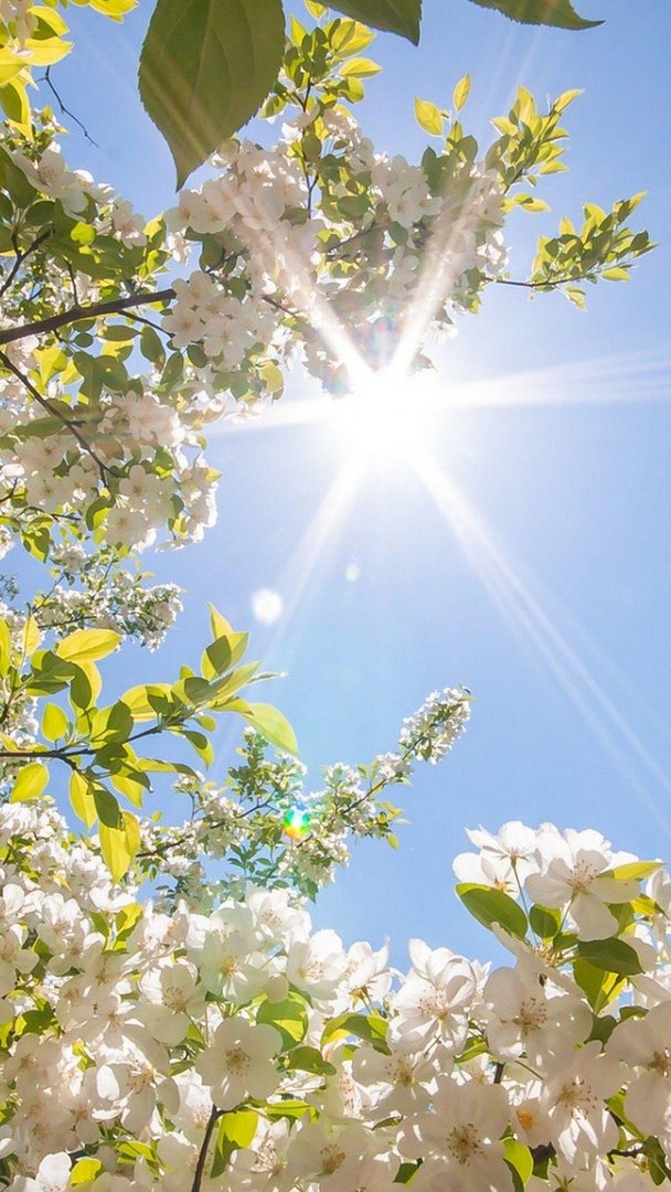 Spring iPhone pics.jpg
