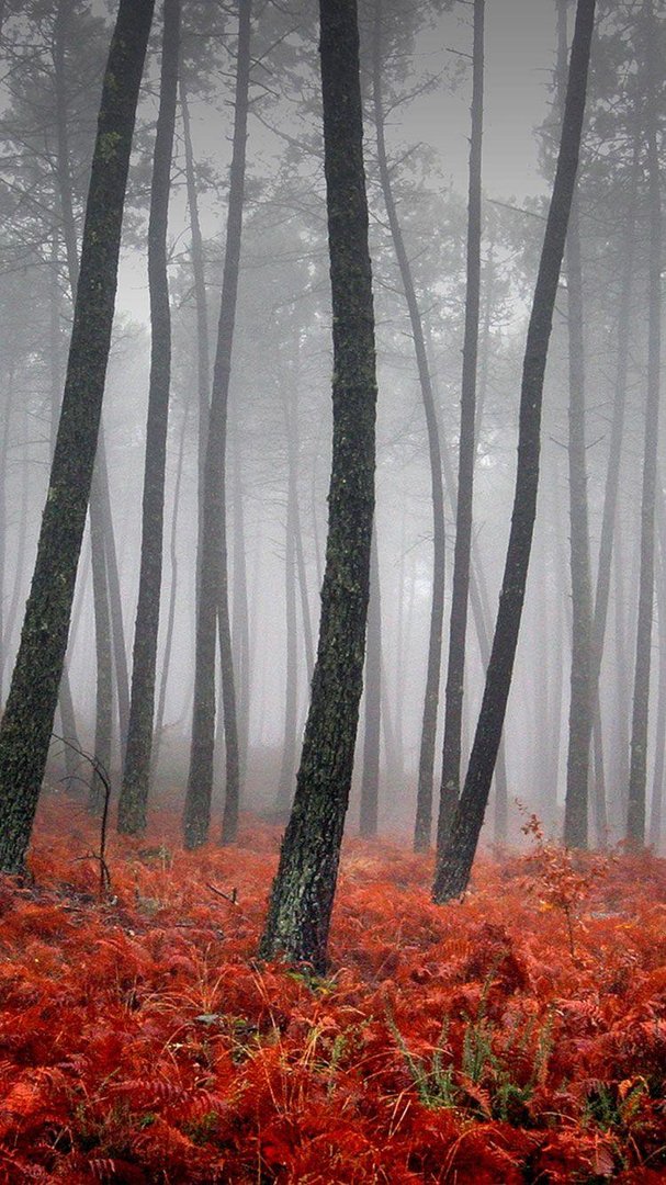 Fall iPhone wallpapers.jpg