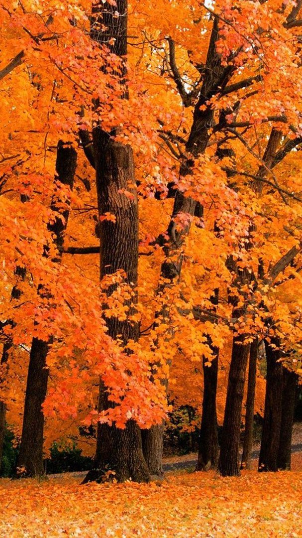 Fall iPhone pictures.jpg