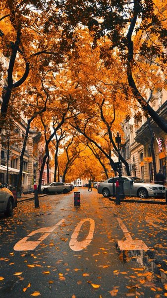 Fall iPhone