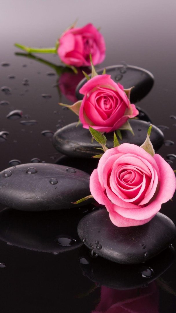 Rose iPhone wallpaper.jpg