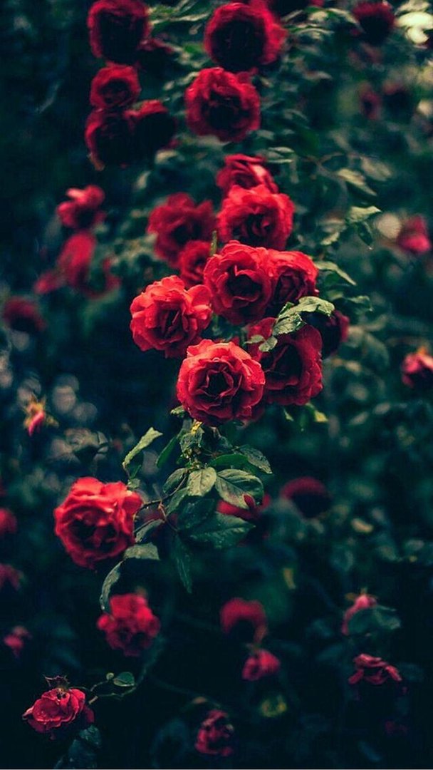 Rose iPhone pics.jpg