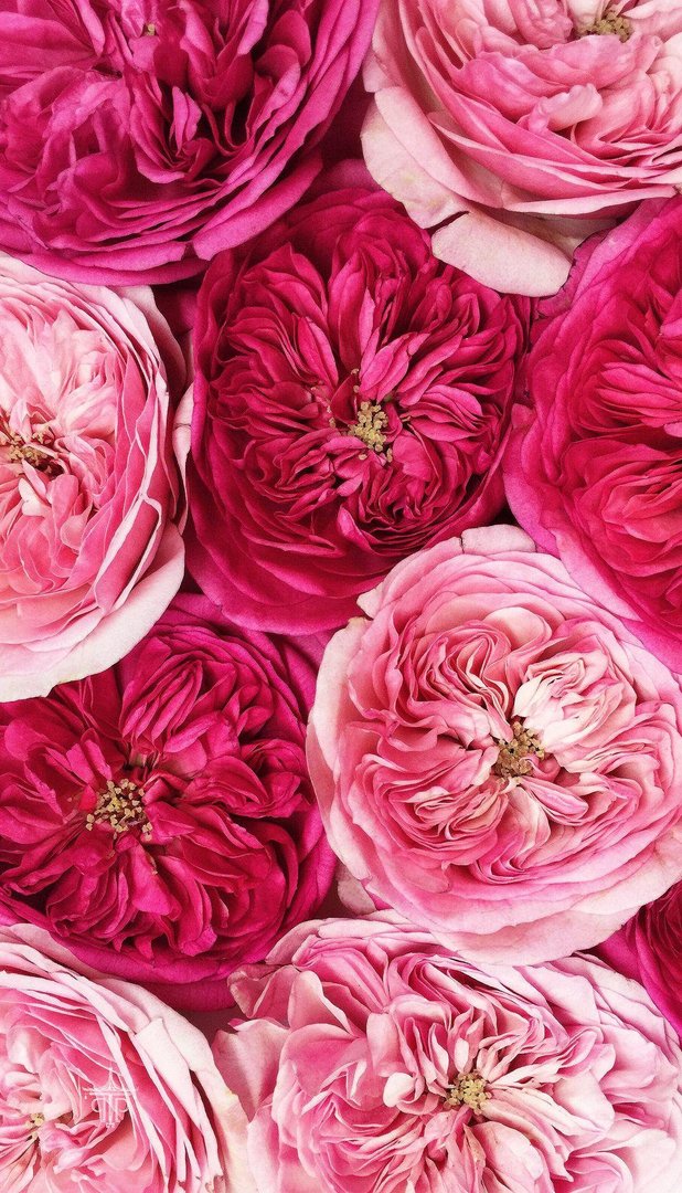 Floral Phone Wallpapers.jpg