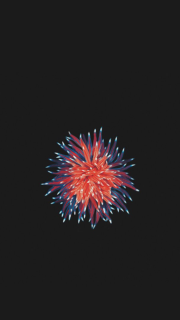 iPhone SE Wallpaper.png