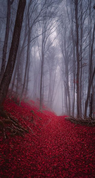 Forest iPhone