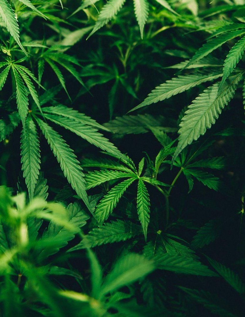 Weed iPhone Image.jpg