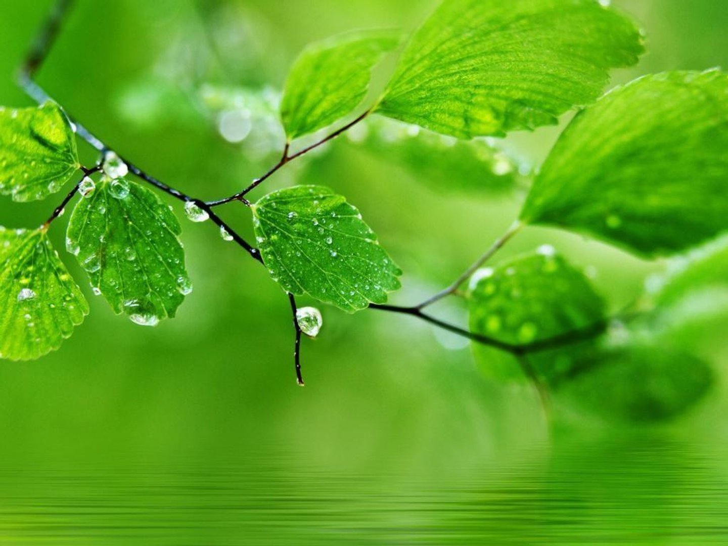 Green Desktop Image.jpg