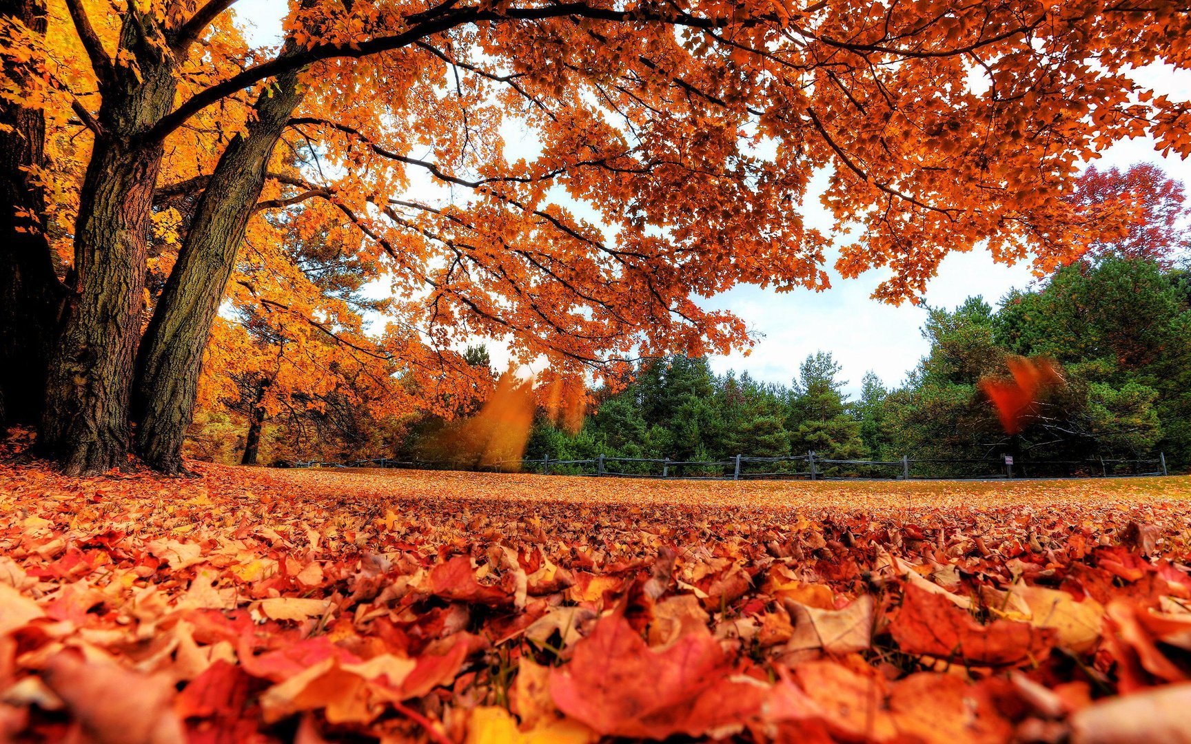 Fall Laptop Wallpaper.jpg