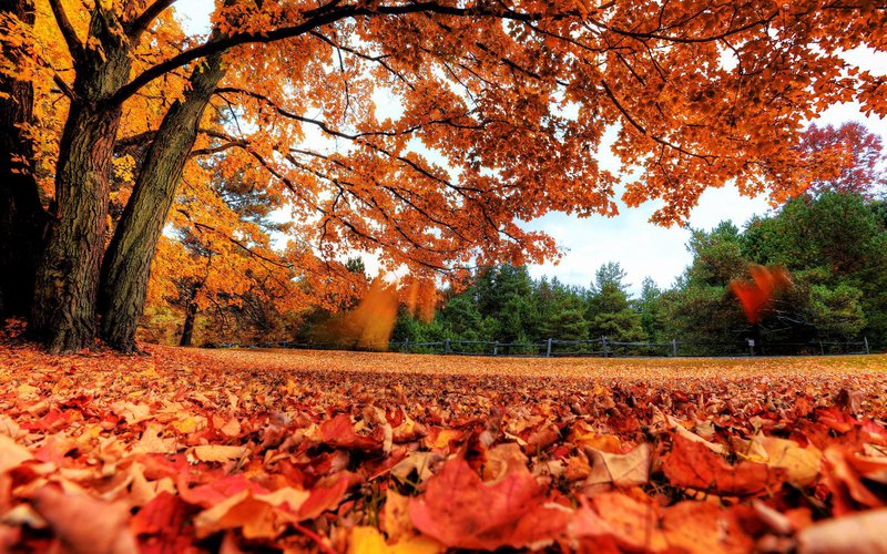 Fall Laptop