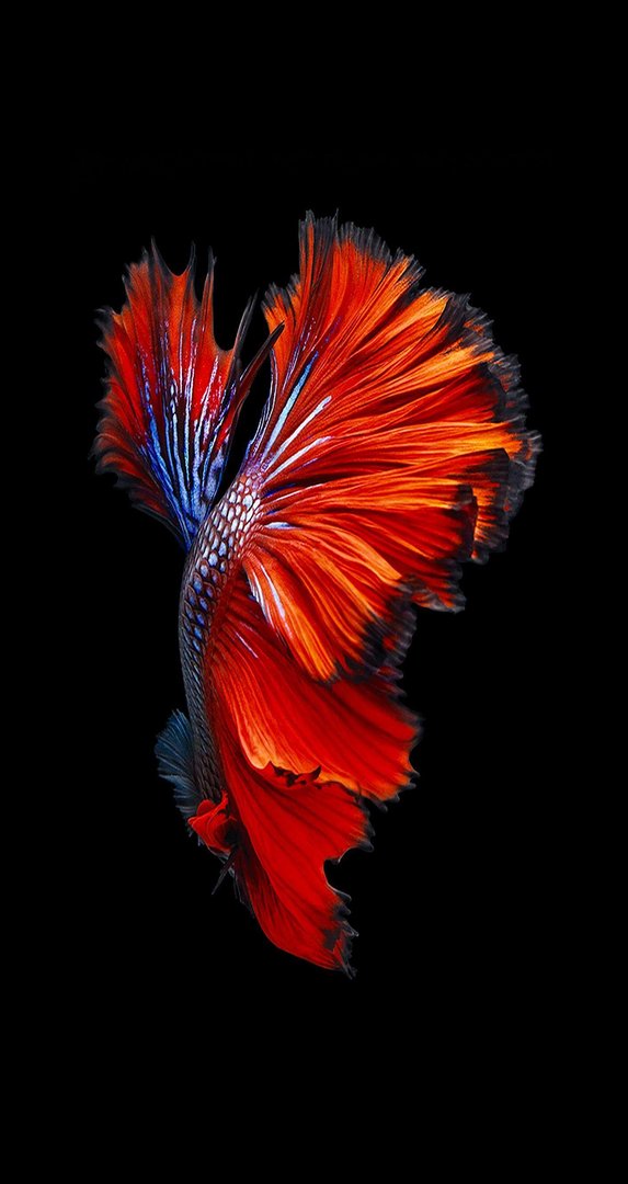 Original iPhone 6 Images.jpg