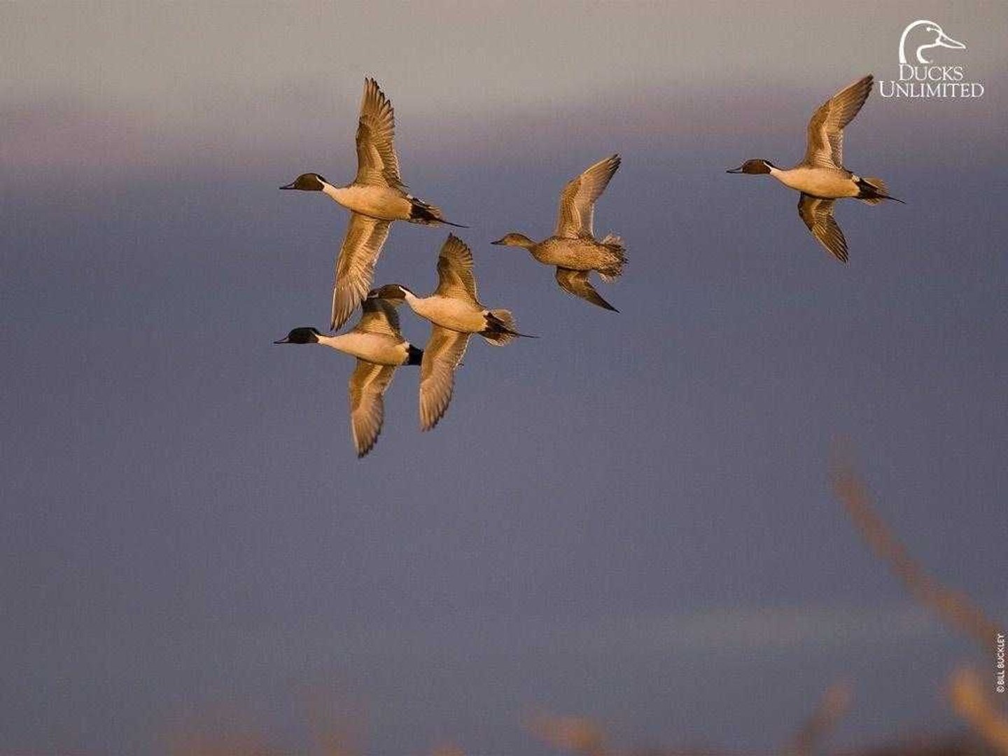 Duck Hunting Desktop Picture.jpg