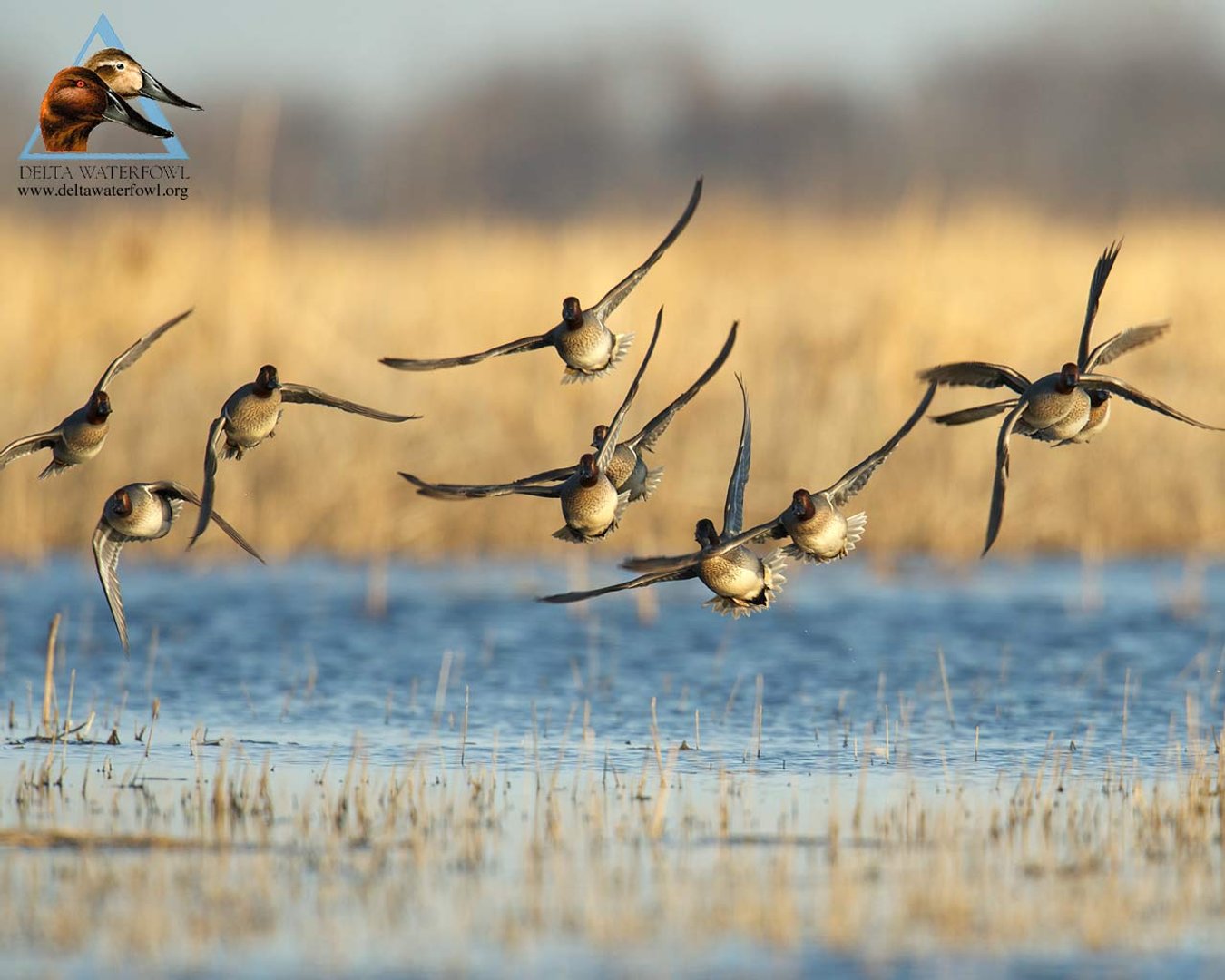 Duck Hunting Desktop Pictures.jpg