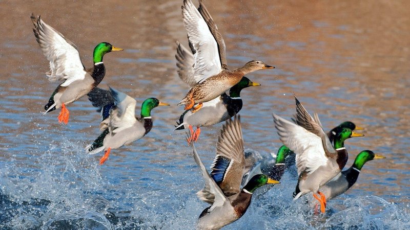 Duck Hunting Desktop