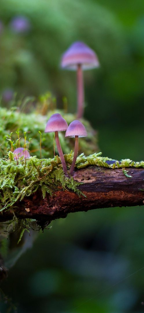 Mushroom Phone Images.jpg