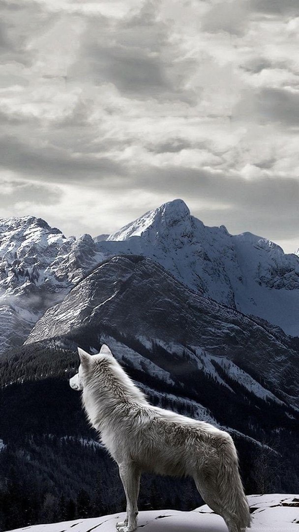 Wolf iPhone Image.jpg