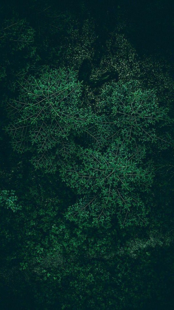 Dark Green Phone Image.jpg