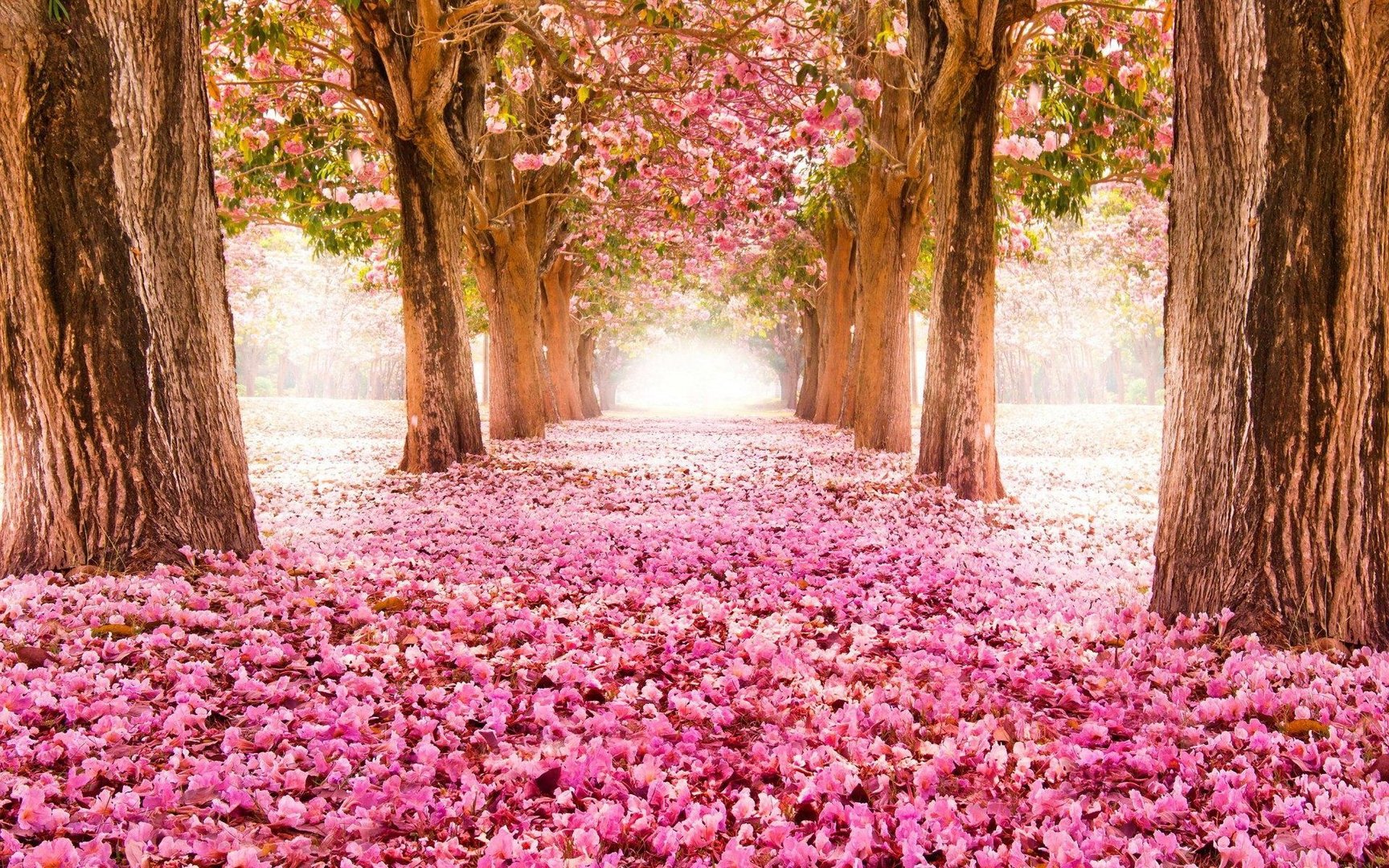 Flower Wallpapers.jpg