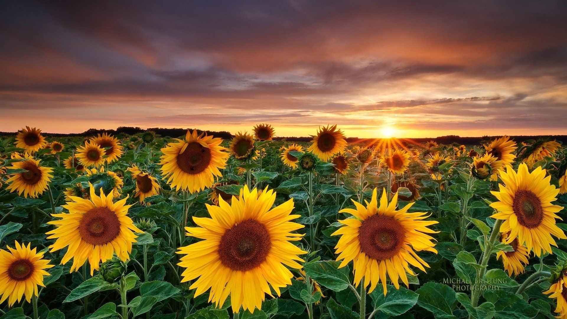 Sunflower Wallpapers.jpg
