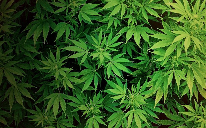 Weed