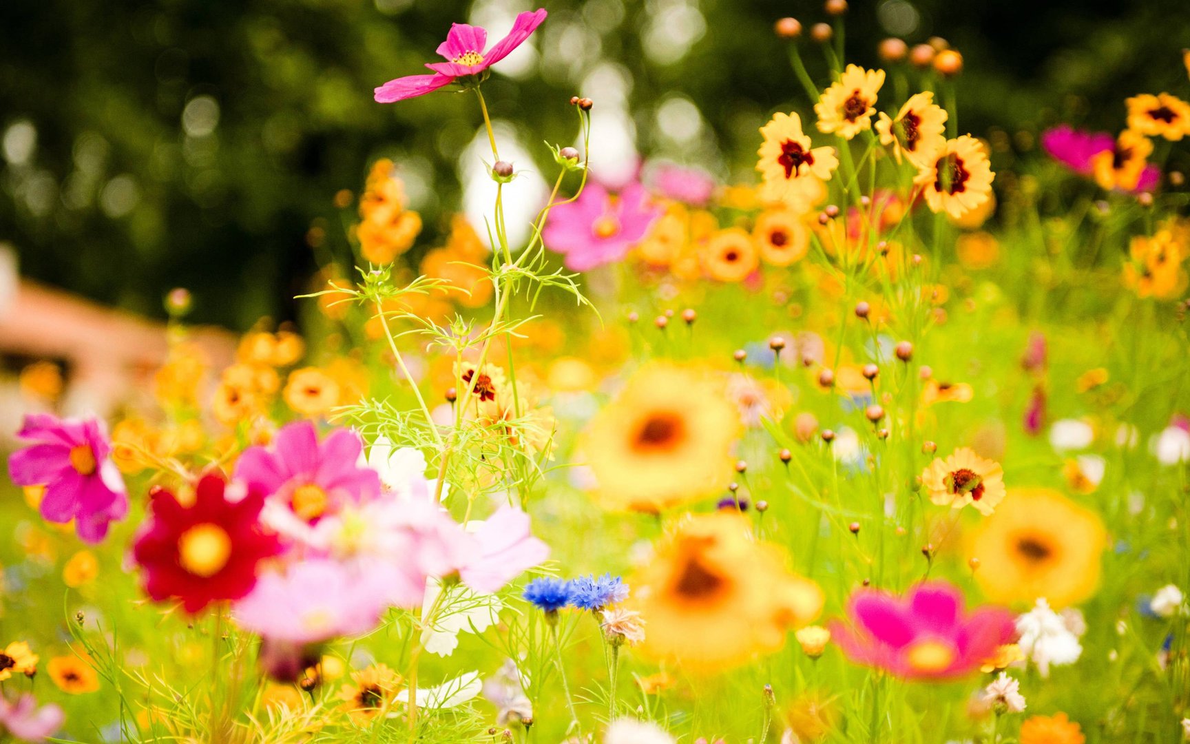 World's Most Beautiful Flowers wallpaper.jpg