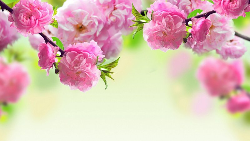 Flower PC