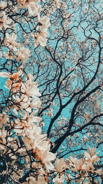 Spring Phone