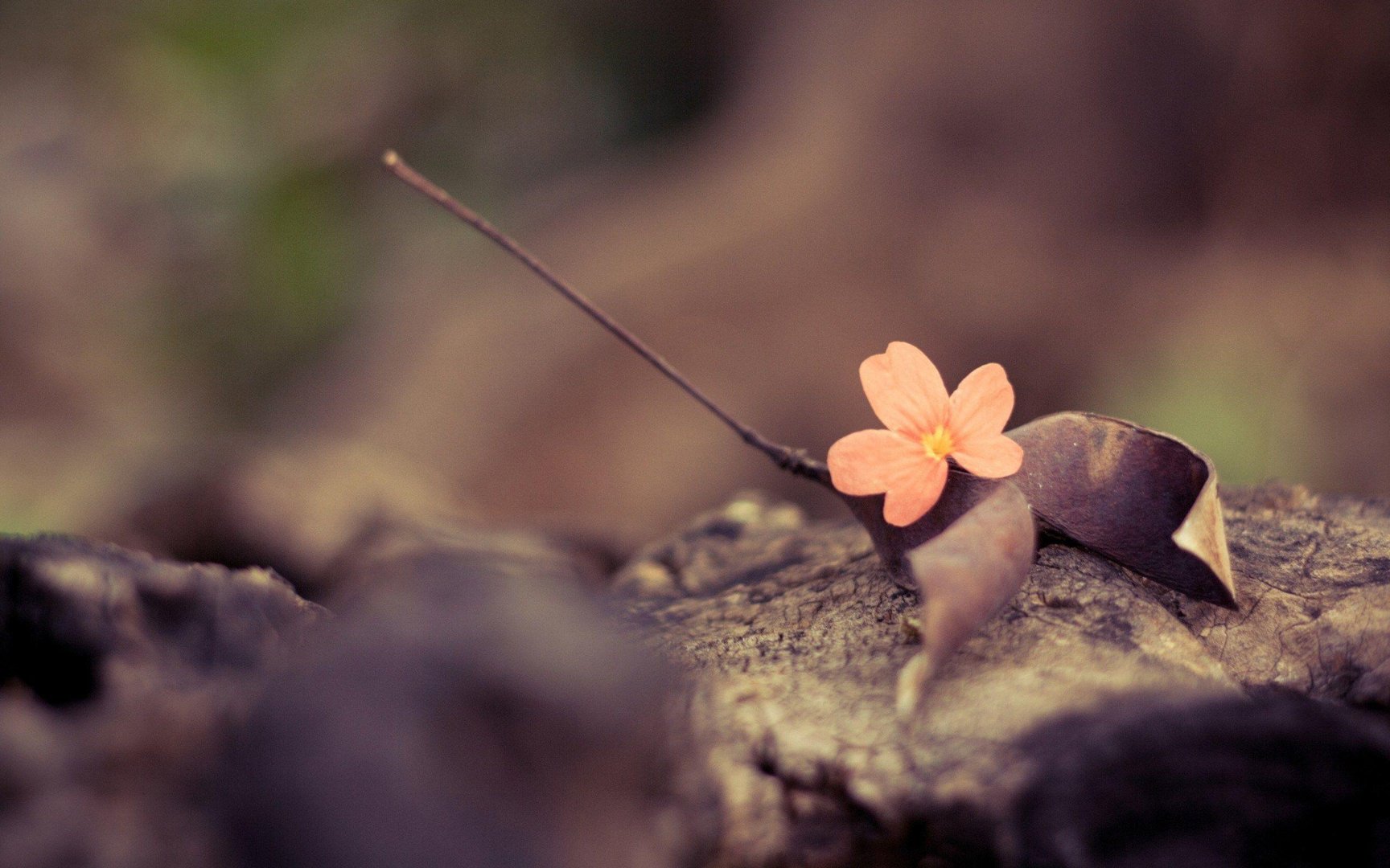 Cute Vintage Fall Wallpaper.jpg