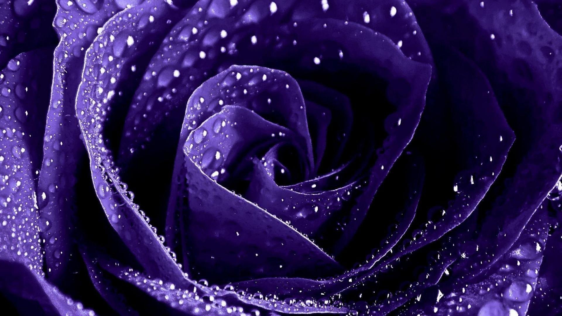Purple Rose Images.jpg