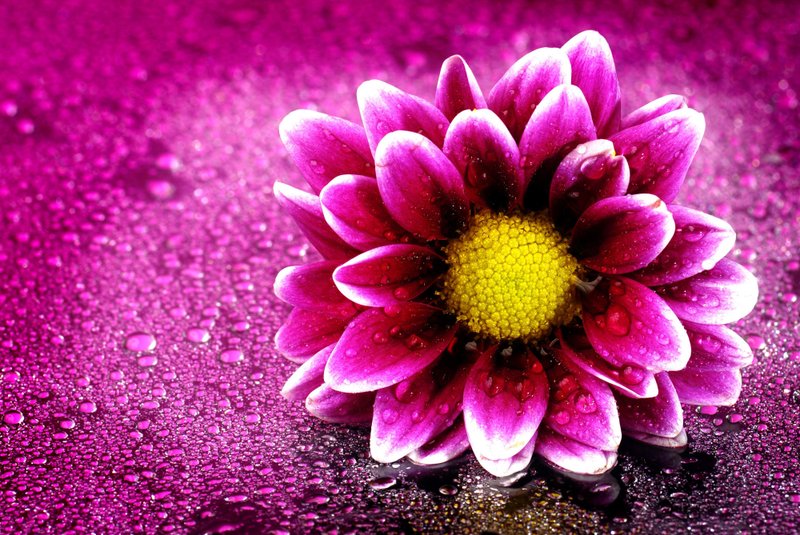 Full Screen 4k Flowers