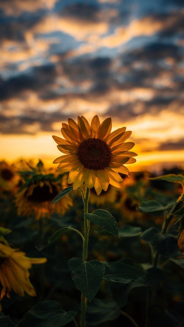 Cute Sunflower Pictures.jpg