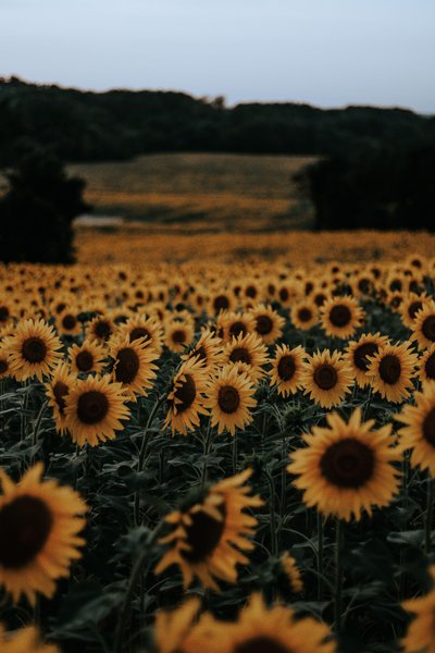 Cute Sunflower