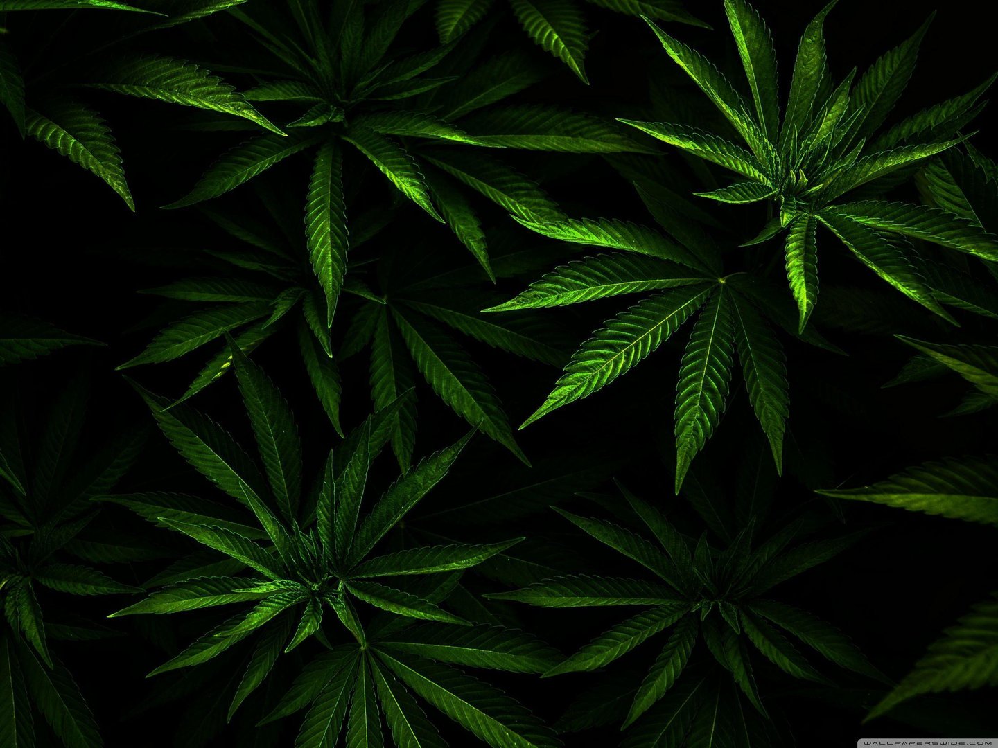 4K Marijuana Wallpapers.jpg