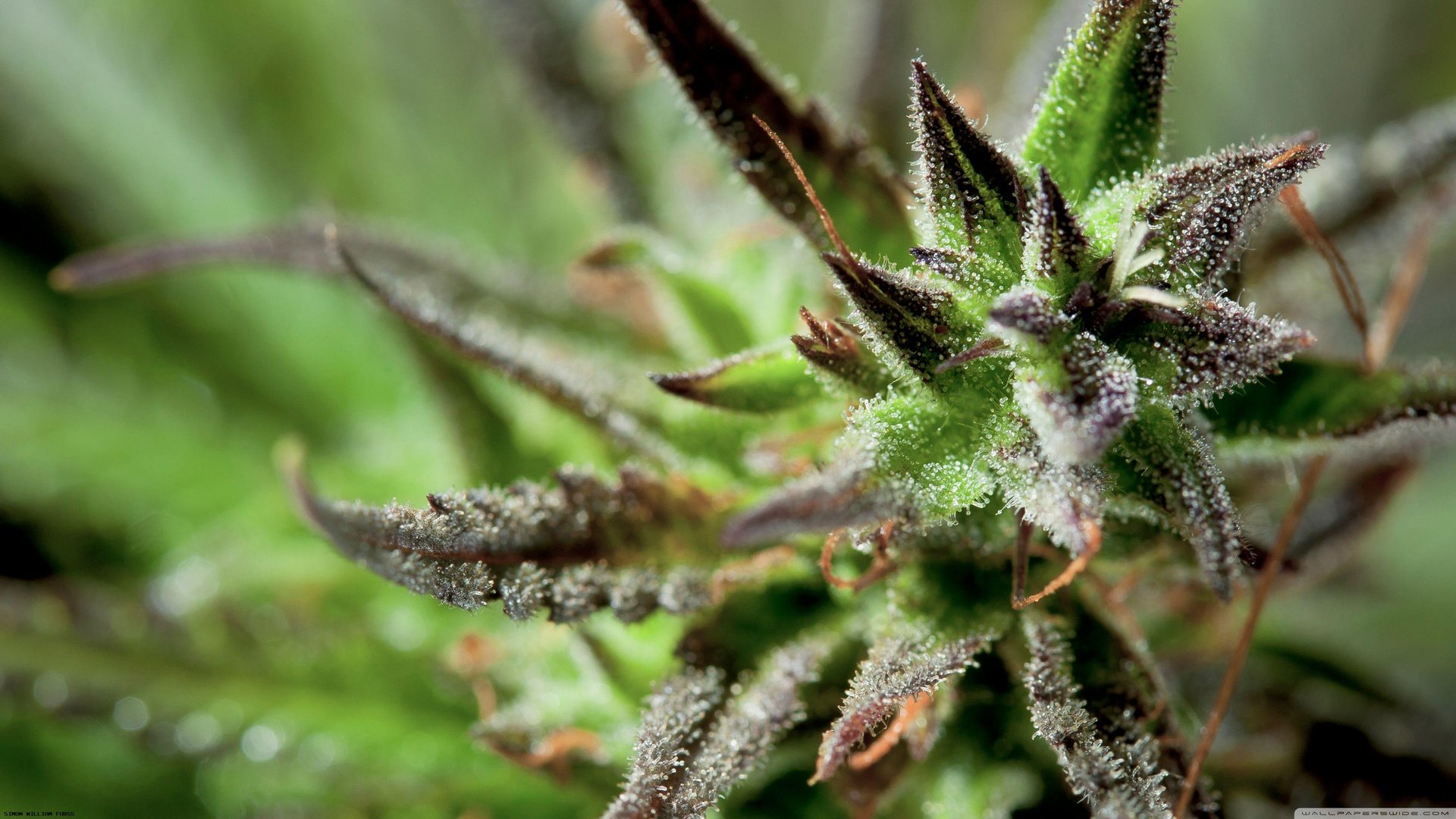 4K Marijuana Images.jpg