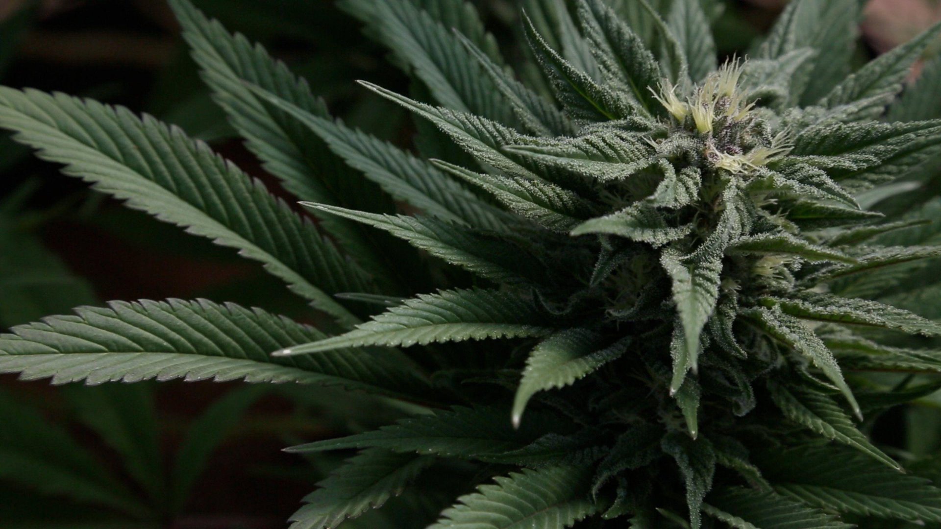 4K Marijuana Pictures.jpg