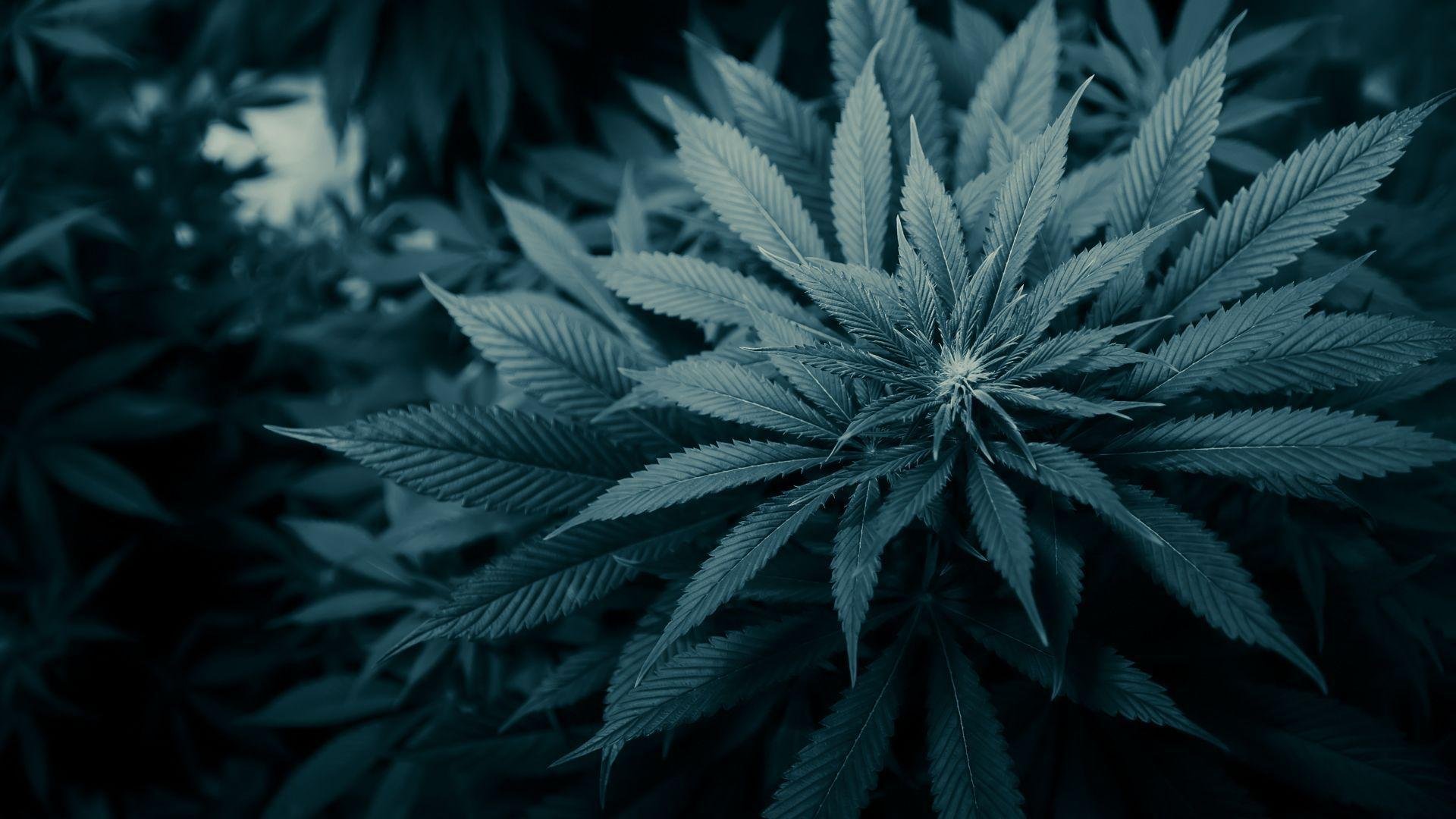4K Marijuana Wallpaper.jpg