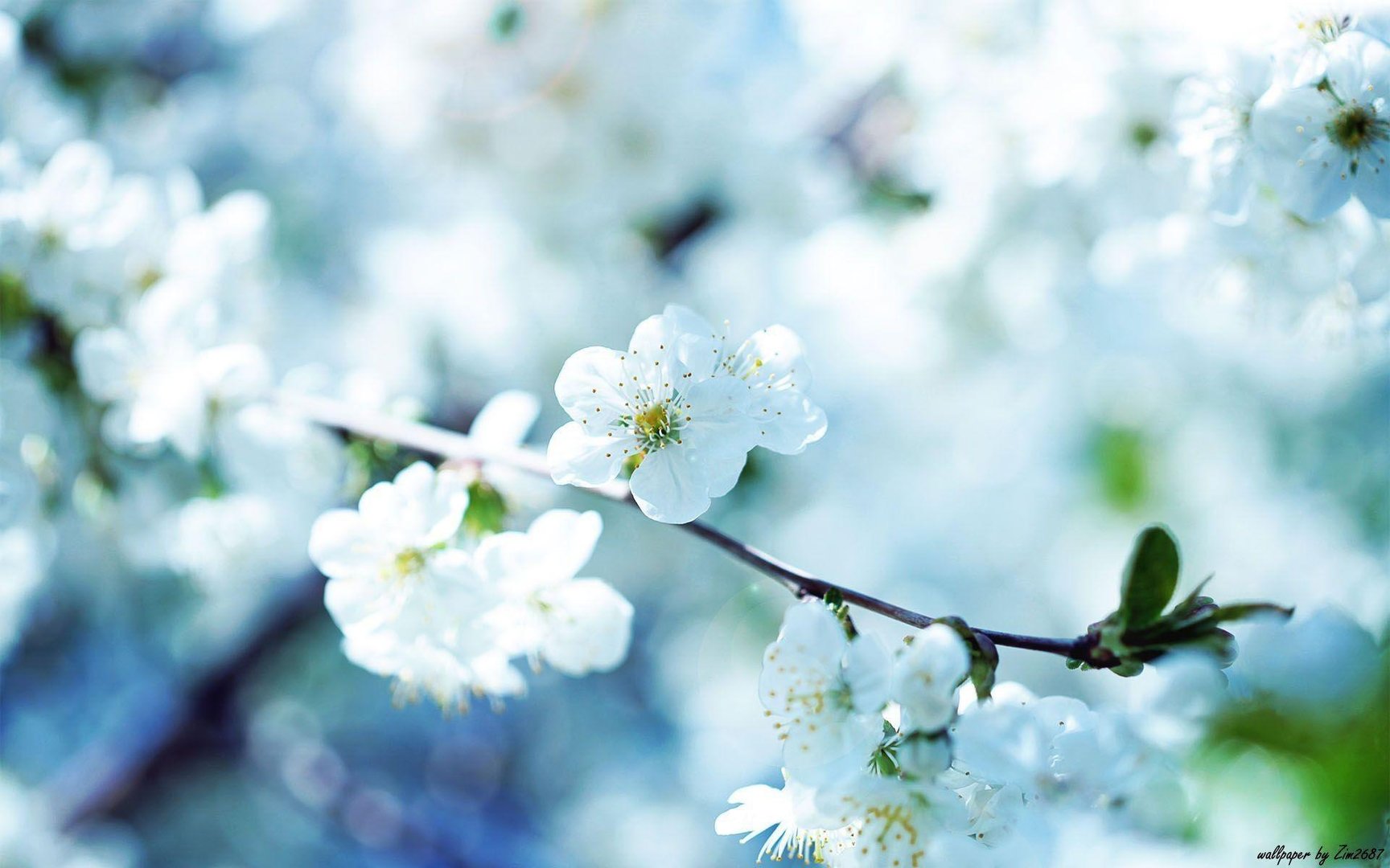 Pretty Flowers Wallpapers.jpg