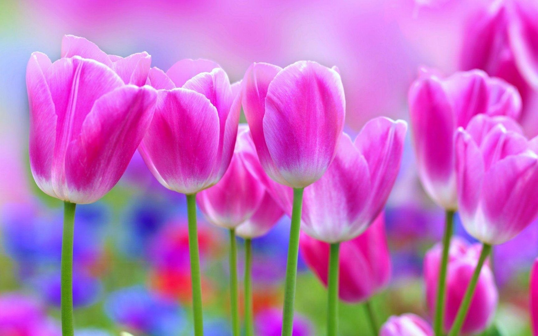 Pretty Flowers Images.jpg