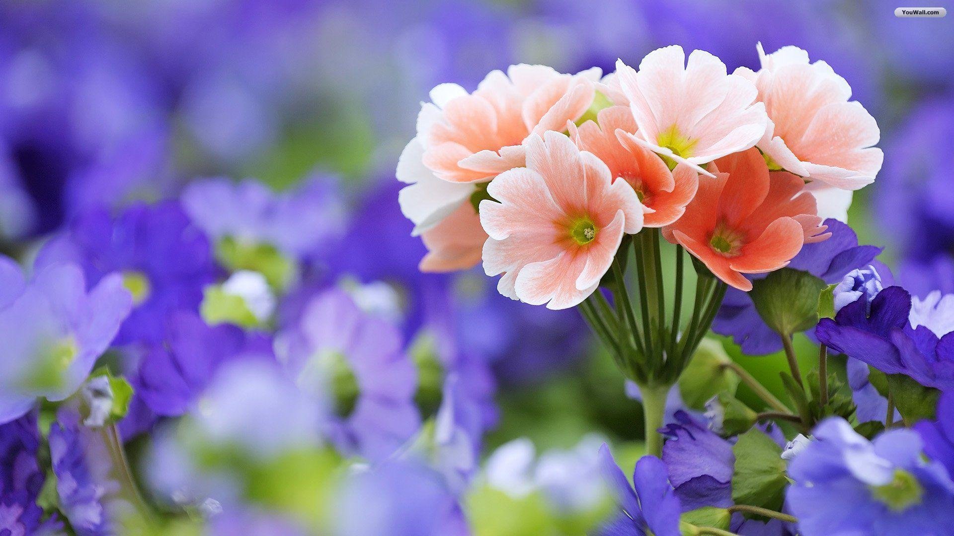 Pretty Flowers Pictures.jpg
