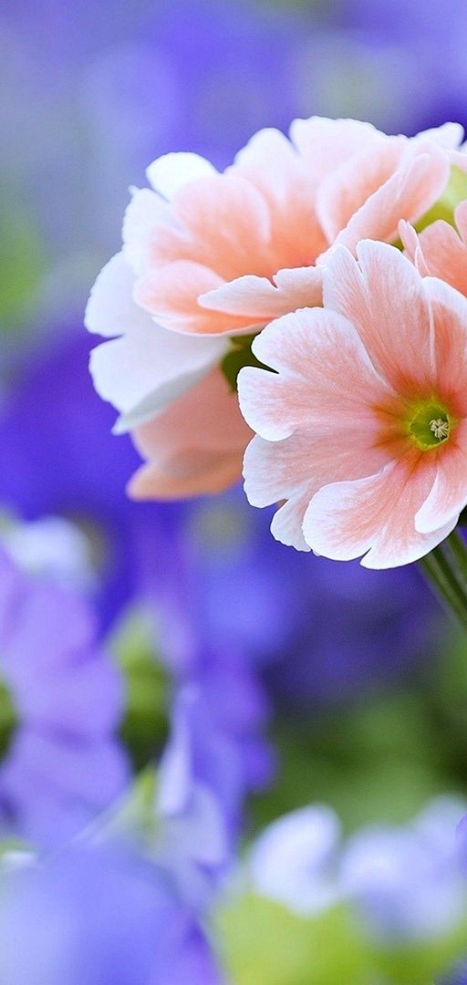 Pretty Flowers Background.jpg