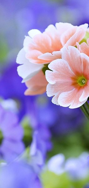 Pretty Flowers