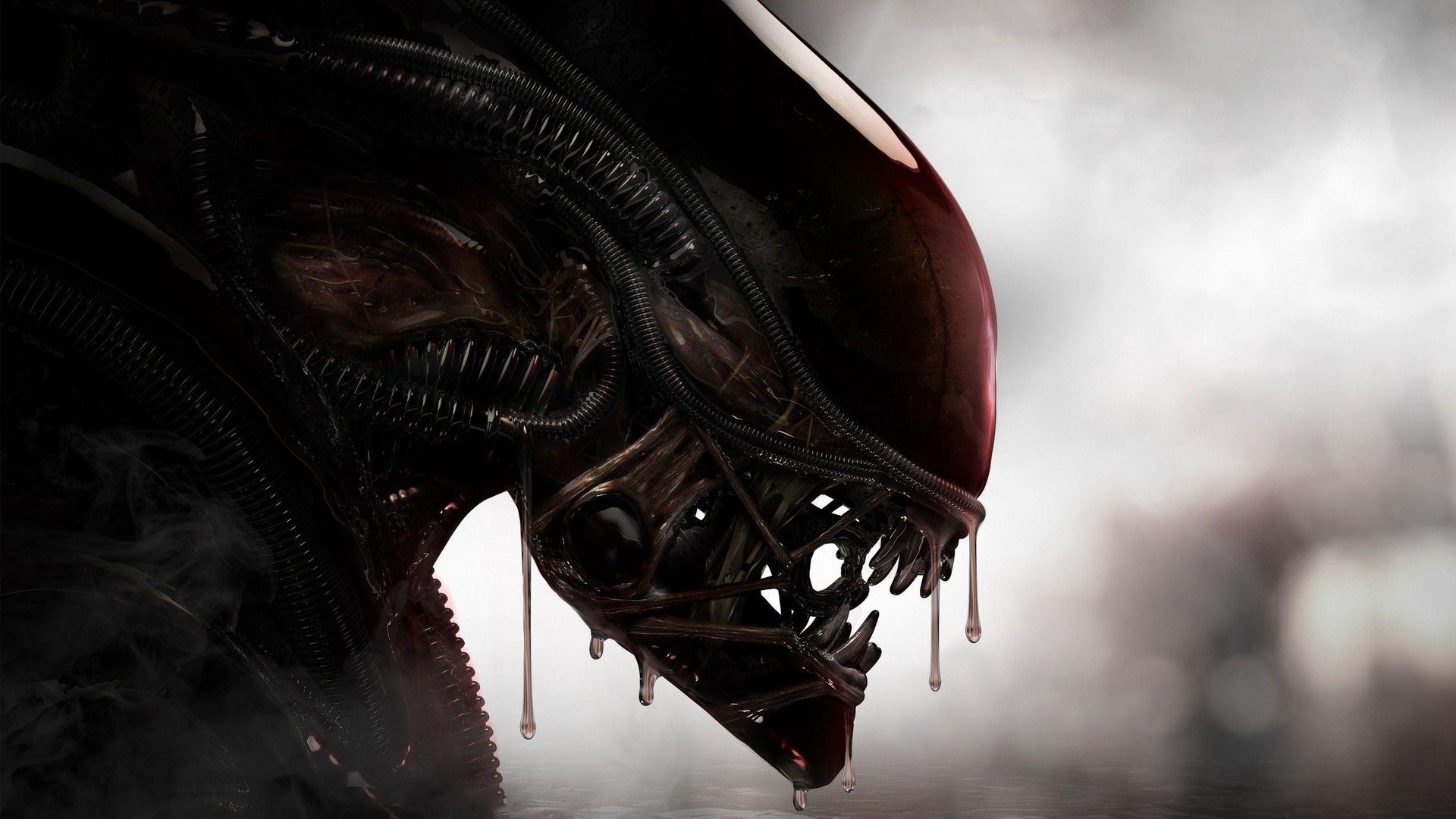 Xenomorph Images.jpg