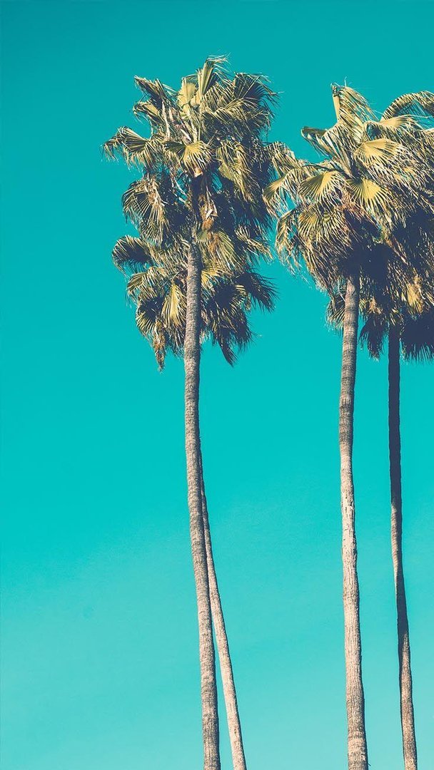 Palm Tree iPhone Wallpapers.jpg