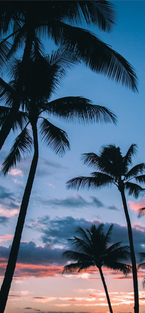 Palm Tree iPhone Images.jpg